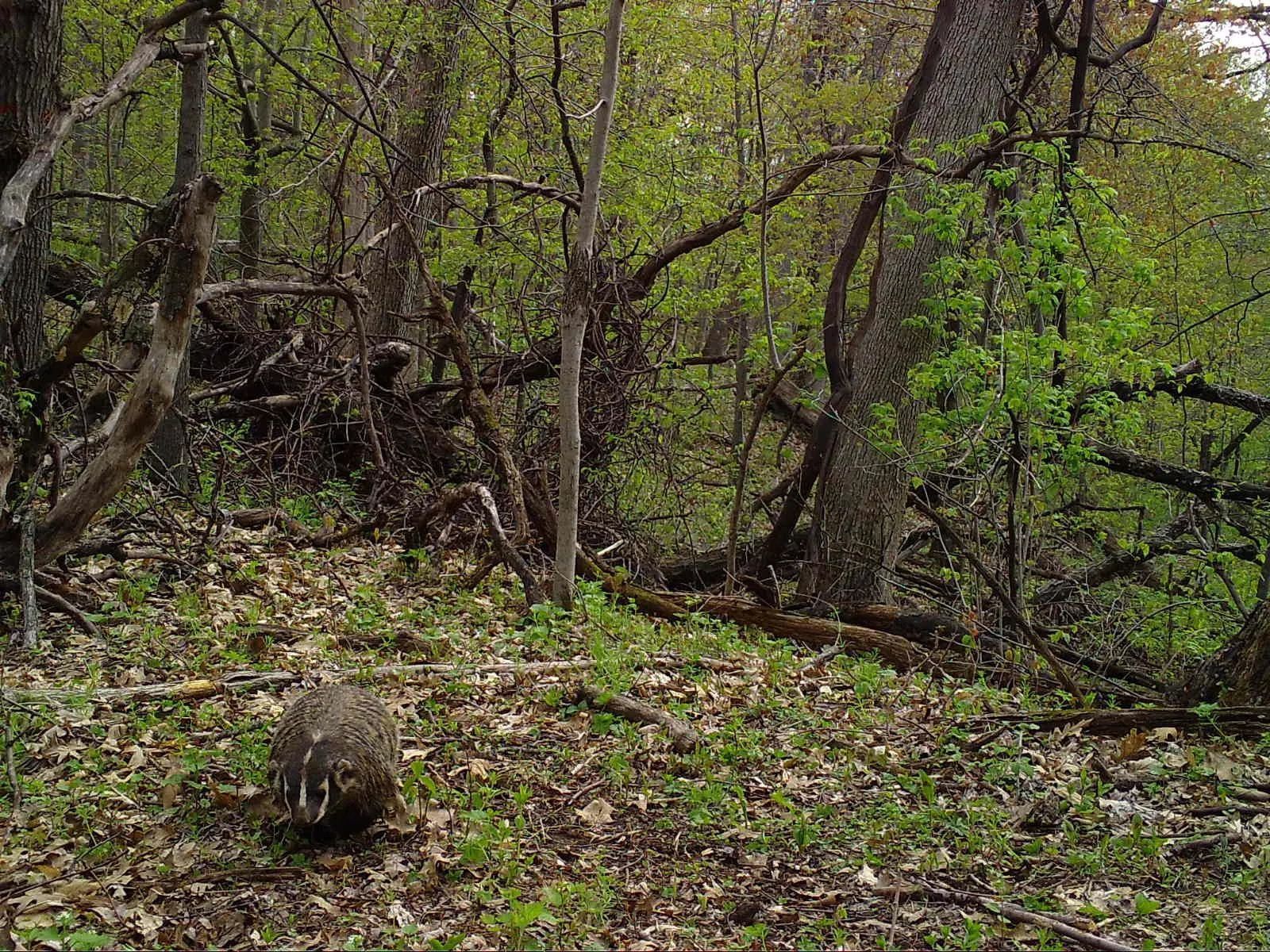 Sauk_Badger_SSWI000000013608517B.jpg